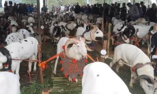 Ratusan Domba dan Kambing Ikuti Pesta Patok, Dongkrak Nilai Ternak Lokal