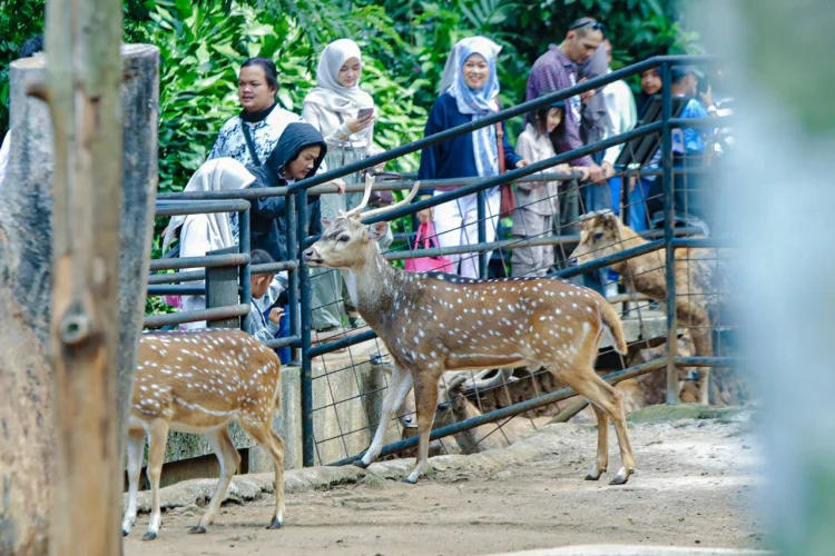 Transisi Pengelolaan Bandung Zoo : Pemkot Bandung Jamin Perhatian untuk Karyawan
