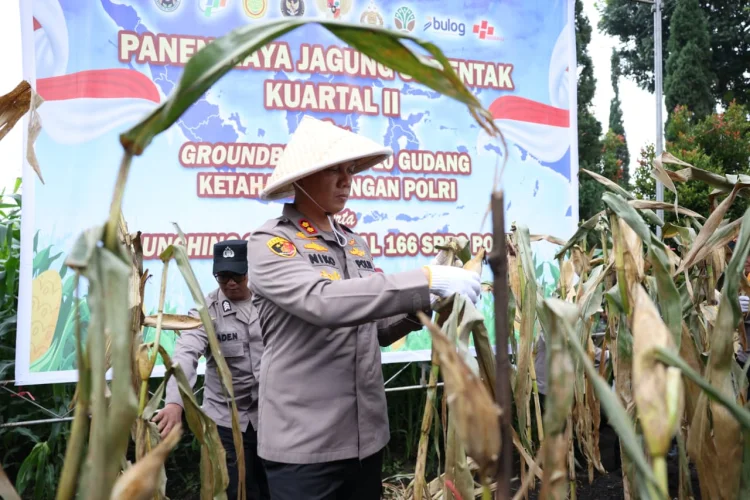 Dukung Ketahanan Pangan, Polres Cimahi Tanam Jagung di Lahan Seluas 1,7 Hektare