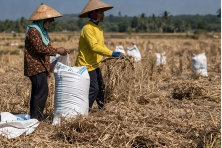 Harga Gabah di Sumedang Tembus Rp7.600 per Kg, Produksi Padi Naik 40 Persen