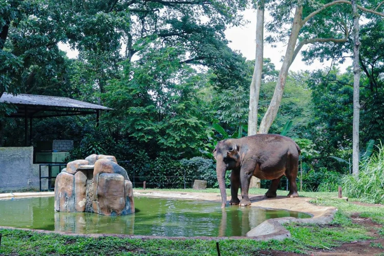 Nasib Bandung Zoo Segera Ditentukan, Farhan Temui Kementerian Kehutanan Hari Ini
