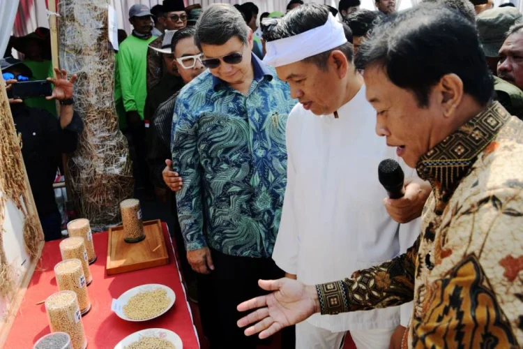 Jabar Dorong Swasembada Kedelai, Dedi Mulyadi Tekankan Tanam Tumpang Sari