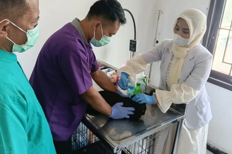 Cegah Rabies dan Kendalikan Populasi, Dispernakan KBB Gelar Vaksinasi dan Sterilisasi
