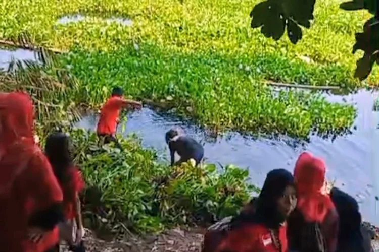 Populasi Eceng Gondok Ancam Waduk Cirata, Kader PDIP Cipeundeuy Lakukan Pembersihan