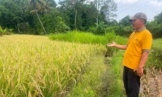 Hingga Mei, Produksi Padi di Kuningan Capai 168.197 Ton