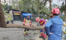 Sempat Halangi Akses Warga Kebon Pedes, BPBD dan Damkar Evakuasi Pohon Tumbang