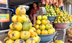 Tingkatkan Produktivitas Petani, Pemkab Sumedang Kembangkan Sentra Mangga