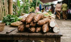 10 Manfaat Singkong untuk Kesehatan Menurut Studi Penelitian, Bagus untuk Otak