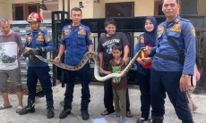 Sempat Gegerkan Warga Bojonggede, Ular Sanca Batik Bersembunyi di Kolong Meja