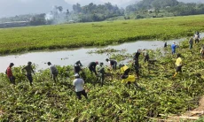 Pembersihan Rutin Tak Cukup, Pemkab Bandung Barat Minta KLH Atasi Krisis Eceng Gondok