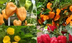 IPB Luncurkan 4 Varietas Cabai Habanero Lokal Pertama di Indonesia