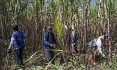 Target E20 di 2028, Kementerian ESDM Buka Pintu Swasta Bangun Pabrik Etanol