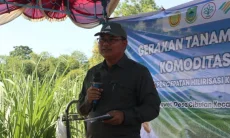Target Tebu Kuningan Capai 267 Hektare, Diskatan Kawal Bantuan Benih dan Lahan Petani