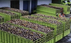 Produsen Terbesar Kedua Dunia, 80 Persen Kelapa Malaysia Diekspor dari Indonesia