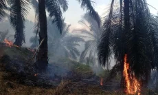 Polisi Selidiki Penyebab Kebakaran Kebun Sawit di Cikelet Garut