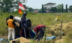 Perkuat Cadangan Pangan, Bulog Cirebon Serap 257 Ribu Ton Gabah Petani CimajakuningIN