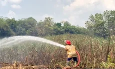 Kebakaran Kebun Tebu 3 Hektare di Sragen Padam, BNPB Pastikan Lokasi Kondusif