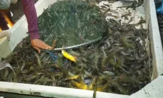 Hasil Ikan Laut Kaltim Tembus 12 Pasar Negara, dari Asia hingga Eropa