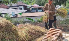 Strategi Pemkab Bogor Hadapi Kemarau Berhasil Jaga Stok Beras dan Harga Tetap Stabil