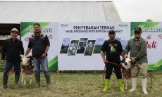 Pemprov Jabar Tebar 286 Bibit Domba Unggul, Perkuat Populasi dan Ketahanan Pangan