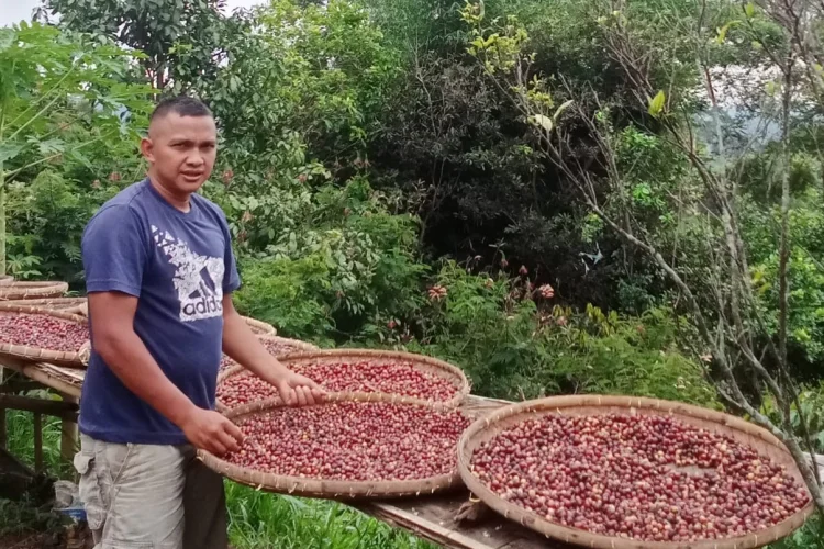 Kopi Bandung Barat Mendunia, Java Halu Farm Ekspor hingga Eropa dan Amerika