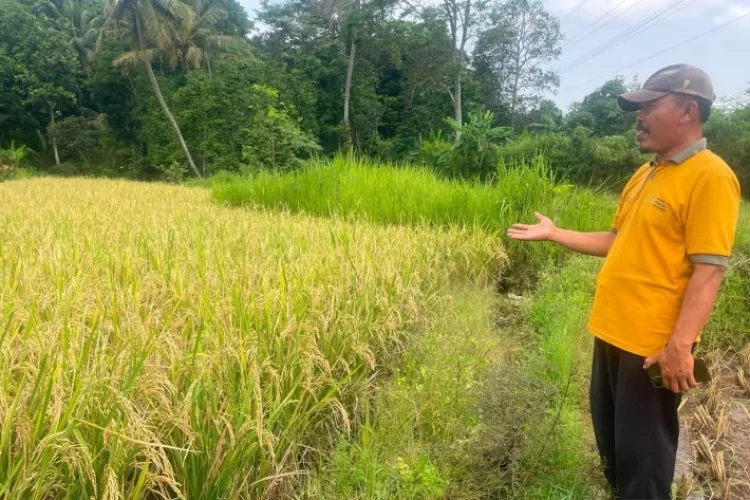 Hingga Mei, Produksi Padi di Kuningan Capai 168.197 Ton