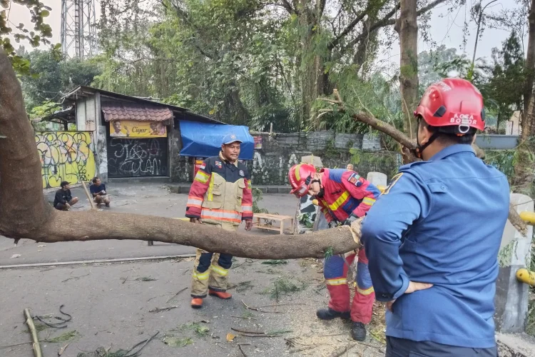 Sempat Halangi Akses Warga Kebon Pedes, BPBD dan Damkar Evakuasi Pohon Tumbang