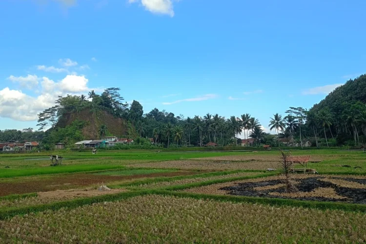 Hampir 10 Kecamatan Terdampak Kemarau, Petani di Tasikmalaya Diimbau Ubah Pola Tanam