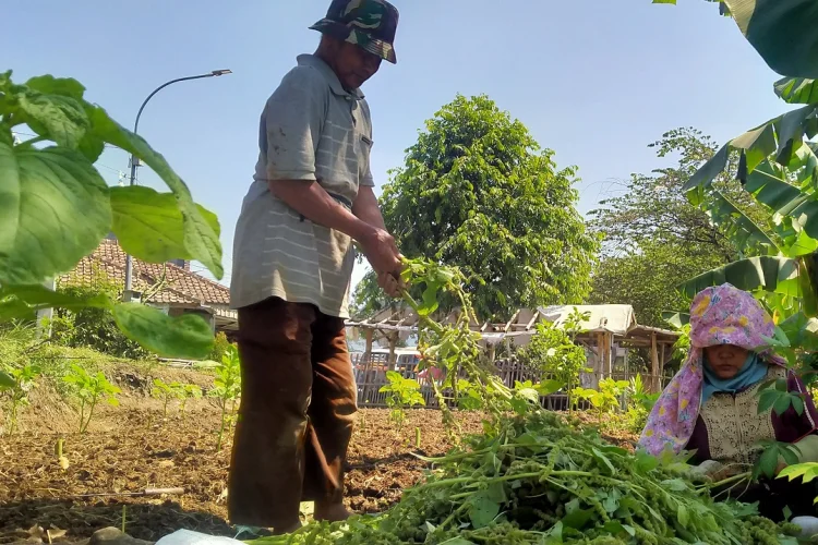 Nelangsa dan Ikhtiar Dedeh dan Endang Tanam Bayam di Tepian Citarum