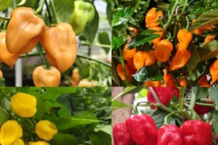 IPB Luncurkan 4 Varietas Cabai Habanero Lokal Pertama di Indonesia