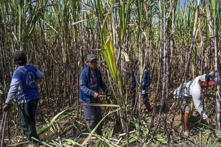 Target E20 di 2028, Kementerian ESDM Buka Pintu Swasta Bangun Pabrik Etanol