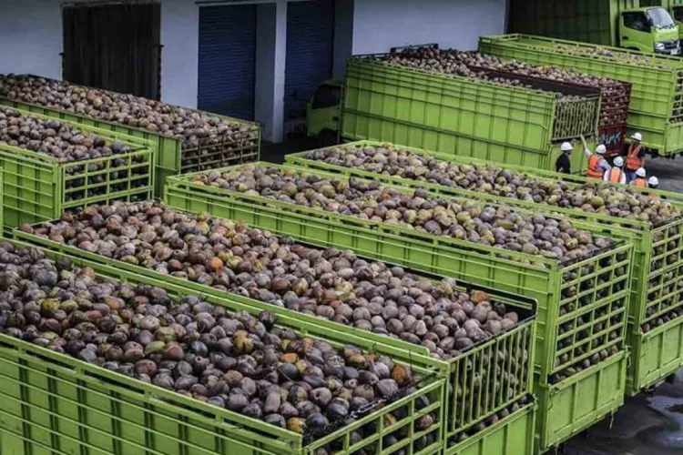 Indonesia Pasok 80 Persen Kebutuhan Kelapa Malaysia