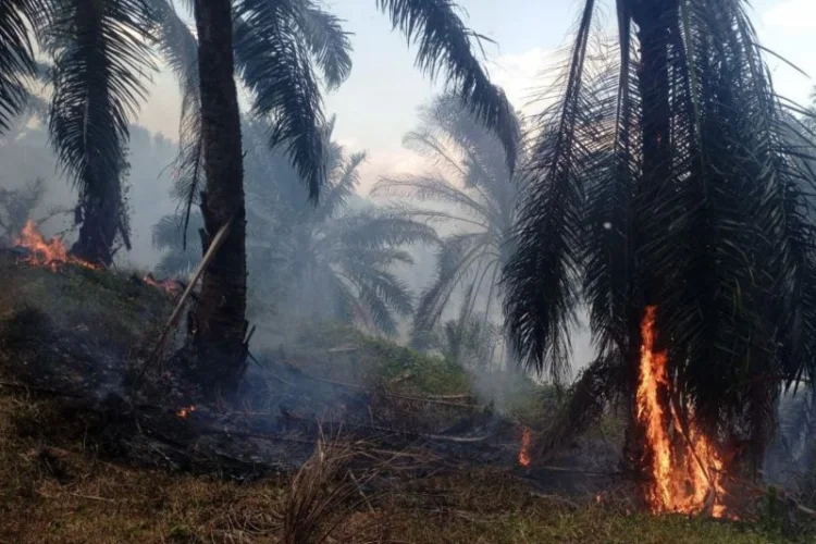 Polisi Selidiki Penyebab Kebakaran Kebun Sawit di Cikelet Garut