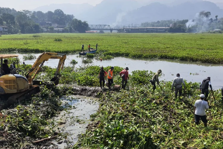 PLN dan Warga Bersihkan Eceng Gondok di Saguling, Populasi Nyamuk Mulai Ditekan