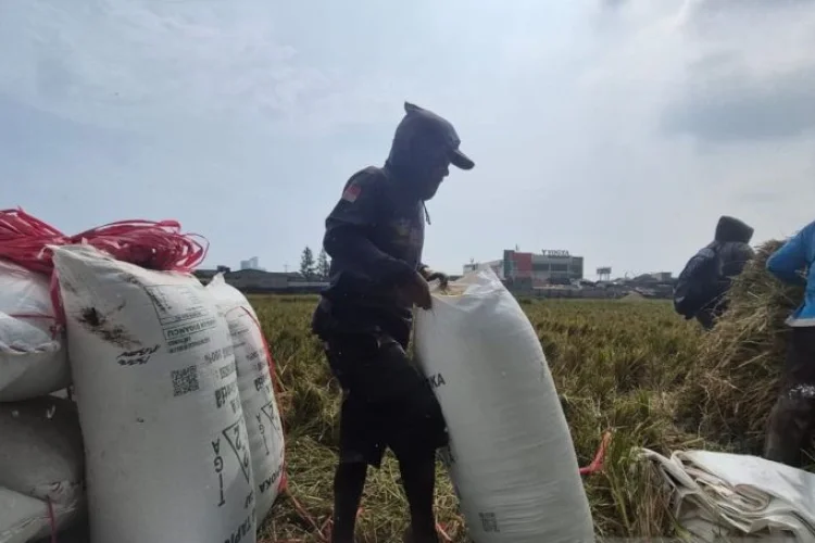 Pemkab Sumedang Siapkan Cadangan Pangan Bagi Petani Tedampak Kemarau