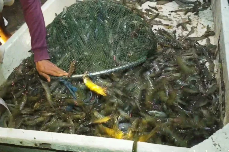 Hasil Ikan Laut Kaltim Tembus 12 Pasar Negara, dari Asia hingga Eropa