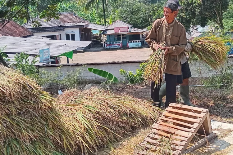 Strategi Pemkab Bogor Hadapi Kemarau Berhasil Jaga Stok Beras dan Harga Tetap Stabil
