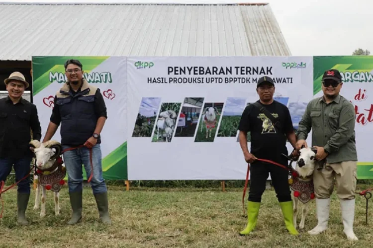 Pemprov Jabar Tebar 286 Bibit Domba Unggul, Perkuat Populasi dan Ketahanan Pangan