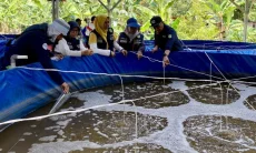 Dukung Program Makan Bergizi Gratis, KKP Kembangkan Budi Daya Ikan Tematik