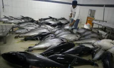 Tarif Nol Persen ke Jepang Berlaku, KKP Perkuat Sektor Hulu Perikanan Tuna-Cakalang