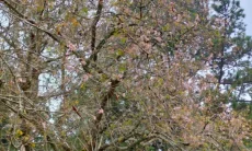 Bunga Sakura Kebun Raya Cibodas Kembali Mekar, Pengunjung Tak Perlu ke Luar Negeri