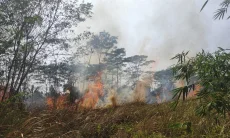 Puntung Rokok Diduga Picu Kebakaran Alang-alang 1 Hektare di Sukaresik Tasikmalaya
