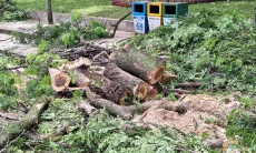 Tebang Pohon Tanpa Izin Terancam Denda Rp10 Juta, Belasan Kasus Sedang Diusut