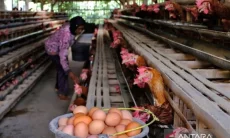 Lindungi Peternak Rakyat, Kementan Minta SPPG Wajib Serap Telur Rp26.500 per Kg