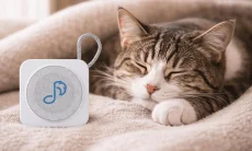 Benarkah Musik Bisa Menenangkan Anjing dan Kucing? Ini Penjelasan Peneliti