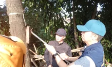 Cegah Pohon Tumbang, Wali Kota Bogor Instruksikan Pembersihan Paku di Pohon