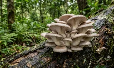 8 Manfaat Jamur Tiram untuk Kesehatan, Bagus untuk Jantung dan Sitem Kekebalan Tubuh