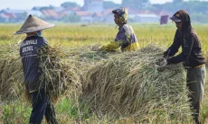Produksi Beras Paling Bikin Waswas