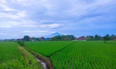 Cirebon Finalisasi LP2B, Investasi dan Lahan Pertanian Produktif Dijaga Bersama