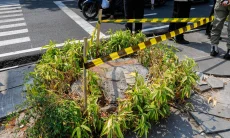 Ketika Rindang Mulai Hilang
